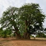 Web-ArbreSeul--noah-grossenbacher-V_T5TFWHNoA-unsplash